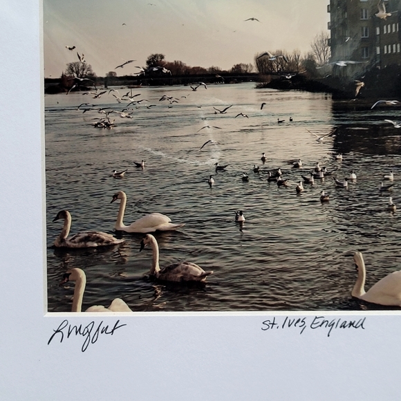 Fine Art Photography Swans St. Ives, England UK, 8x10 Matted - Picture 2 of 2